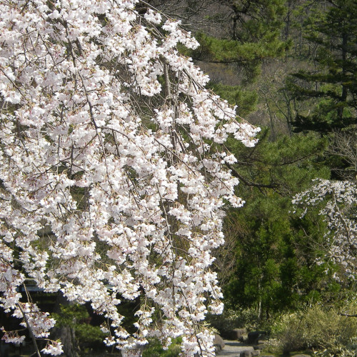 妙光寺の春