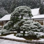 松と雪景色（妙光寺の冬）