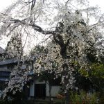 枝垂れ桜（妙光寺の春）