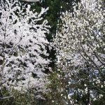 桜とコブシ（妙光寺の春）