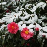 雪椿（妙光寺の冬）